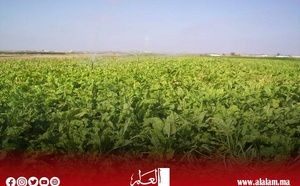 التساقطات المطرية تعيد الأمل لفلاحي جهة البيضاء سطات