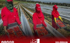 حقول الفراولة تستدعي نساء المغرب.. آلاف العاملات يعبرن المتوسط لإنقاذ موسم الزراعة في إسبانيا