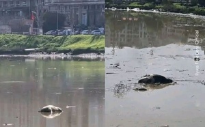 مشاهد صادمة لحيوانات نافقة تقلق القنيطريين وتدق ناقوس الخطر البيئي