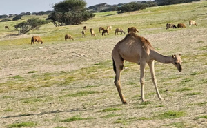 احتقان‭ ‬قروي‭ ‬بجهة‭ ‬سوس‭ ‬يعيد‭ ‬ملف‭ ‬الرحل‭ ‬إلى‭ ‬الواجهة‭ ‬