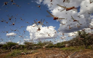 خبراء‭ ‬الفاو‭ ‬يحذرون‭ ‬المغاربة‭ ‬من‭ ‬أسراب‭ ‬الجراد‭ ‬الوافدة‭ ‬على‭ ‬المغرب