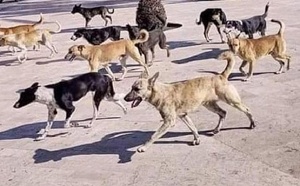 انتشار الكلاب الضالة بحي لمياء باسفي يثير قلق الساكنة ويدعو الى تدخل متوازن