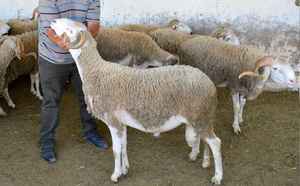 إعادة‭ ‬تكوين‭ ‬القطيع‭ ‬الوطني‭..‬