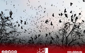 الغربان تحتل سماء تل أبيب والذئاب تحتل أرضها.. هل هي نهاية إسرائيل