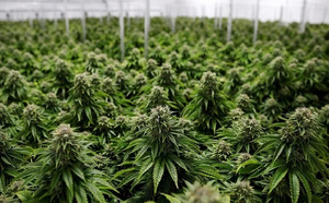 تقنين القنب الهندي: إنتاج أزيد من 19 ألف قنطار، وتسليم نحو 4000 رخصة جديدة خلال موسم 2025