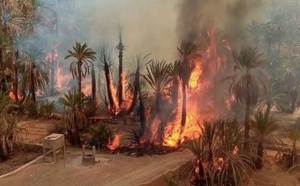 حريق مهول يلتهم واحة تملالت بزاكورة والخسائر فادحة رغم تعبئة ميدانية لاحتوائه