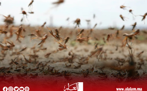 الجراد الصحراوي يستوطن الأقاليم الجنوبية و«الفاو» تدق ناقوس الخطر
