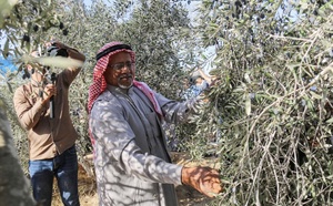 بدعم مغربي.. إطلاق حملة "عونة" لمساندة قاطفي الزيتون في القدس