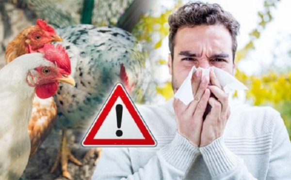 المغرب يرفع درجة اليقظة أمام فيروس “إنفلونزا الطيور”