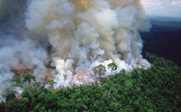 البشر تسببوا بتدهور أو تدمير ثلثي الغابات المطيرة في العالم