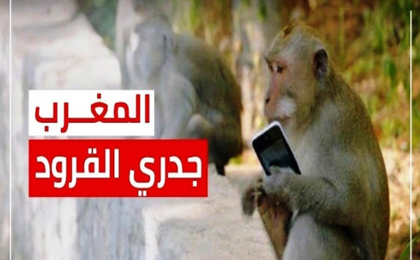 عدم وجود جدري القردة بالمغرب بشرى وتنبيه في آن