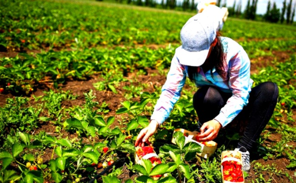 استمرار ‬استنزاف‭ ‬العاملات‭ ‬المغربيات ‬بمزارع‭ ‬وحقول‭ ‬إسبانيا
