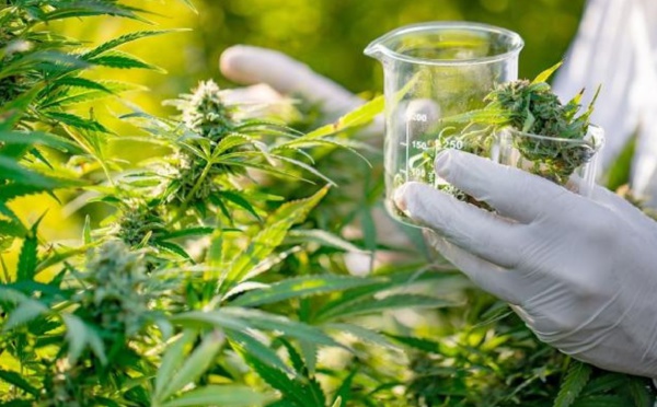 الأطباء‭ ‬بدأوا‭ يف ‬العلاج‭ ‬بأدوية‭ ‬القنب‭ ‬الهندي‭ ‬ونظراؤهم‭ ‬في‭ ‬المغرب‭ ‬ينتظرون‭
