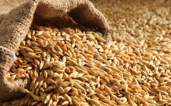 المغرب يرفع وارداته من القمح