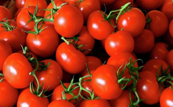 لأول مرة: المغرب يتفوق على اسبانيا في تصدير الطماطم