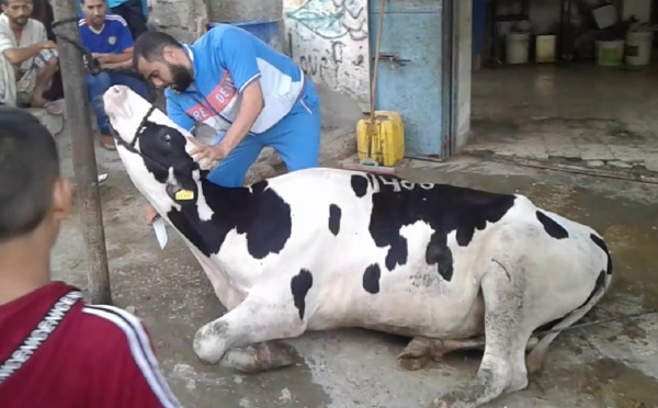 قرار‭ ‬منع‭ ‬ذبح‭ ‬البقرات‭ ‬يحدث‭ ‬جدلا بأوساط الفلاحين