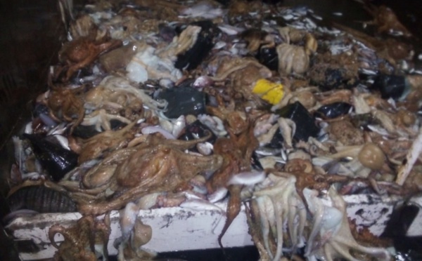 صور صادمة توثق إلقاء أطنان من الأخطبوط في عرض البحر والجهات المعنية صامتة
