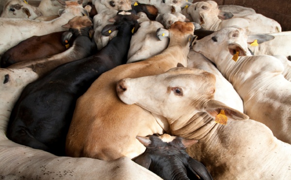 حقيقة‭ ‬مخاوف‭ ‬المغاربة‭ ‬من‭ ‬لحوم‭ ‬الأبقار‭ ‬المستوردة‭ ‬من‭ ‬البرازيل