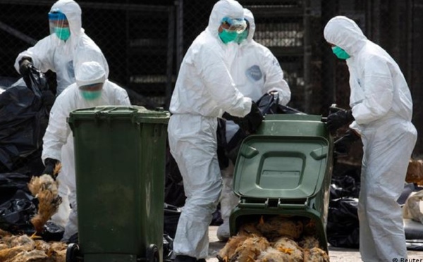 مرة أخرى من الصين.. تسجيل أول وفاة بشرية بأنفلونزا الطيور