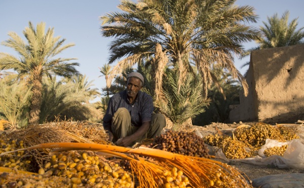 المغرب‭ ‬يخطط‭ ‬ليصبح‭ ‬رائدا‭ ‬في‭ ‬أقل‭ ‬من‭ ‬عشر‭ ‬سنوات‭ ‬في‭ ‬مجال‭ ‬زراعة‭ ‬النخيل‭