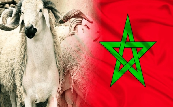 رغم الدعم الحكومي لمستوردي الأكباش.. مخاوف من زيادات مهولة في أسعار أضاحي العيد