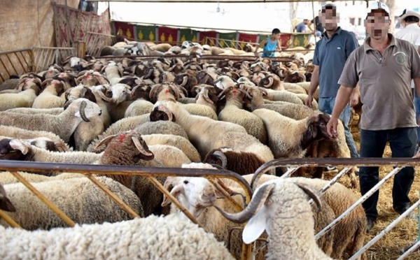 فيدرالية‭ ‬الفاعلين‭ ‬بقطاع‭ ‬المواشي‭ ‬تنفي‭ ‬صحة‭ ‬خبر‭ ‬أسعار‭ ‬الأغنام‭ ‬المستوردة