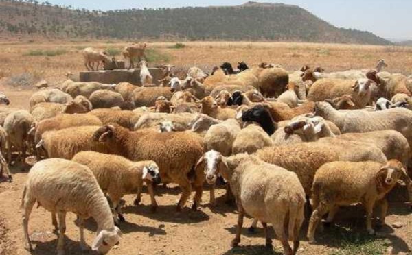 حكاية أسواق الأغنام بوجدة و النواحي