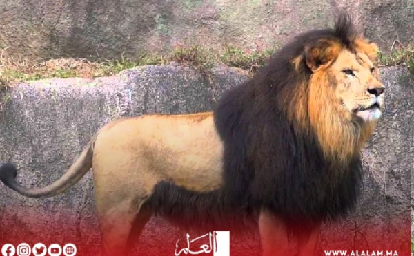 خنيفرة: أنباء عن ظهور "أسد" جانح تستنفر السلطات الأمنية