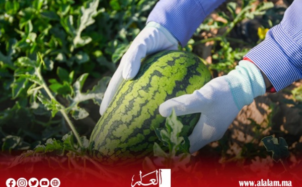 الداخلية تحظر زراعة البطيخ بإقليم الراشيدية