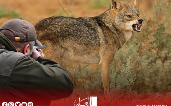 الحسيمة: جمعيات الدفاع عن البيئة تدين عملية قنص الذئب الذهبي الإفريقي