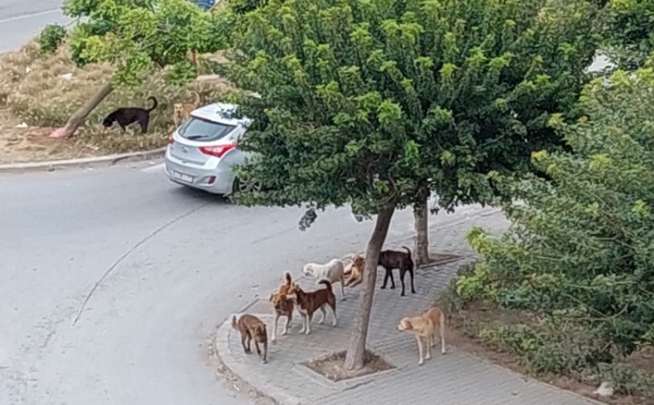 الجديدة.. الكلاب الضالة تغزو المدينة والسلطات تتفرج