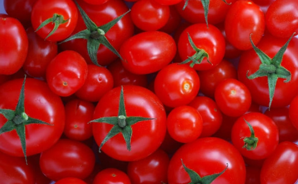 الطماطم المغربية الأكثر غزوا لأسواق أوروبا