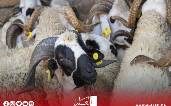 استراتيجية حكومية لضمان تكاثر القطيع الحيواني تغني عن اللجوء للاستيراد