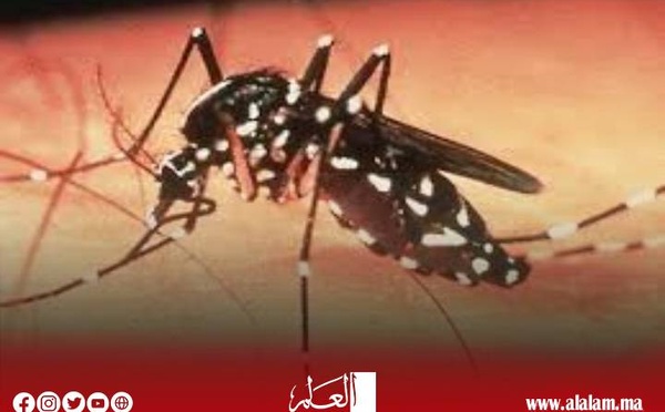 البعوض يغزو الحسيمة وسط صمت الجهات المختصة