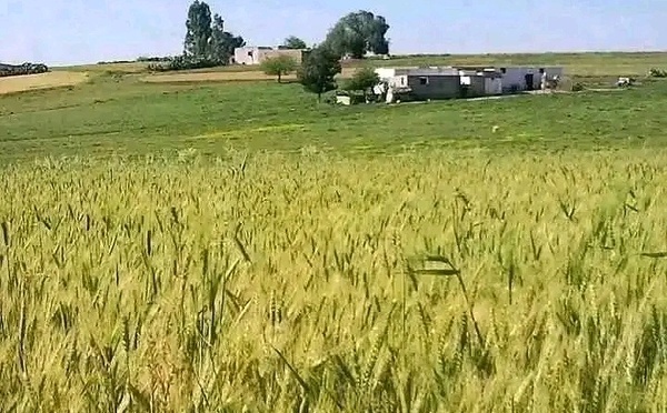 على هامش المؤتمر السادس للاتحاد العام للفلاحين بالمغرب..