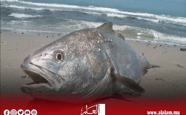 الداخلة.. "جريمة صيد" تكشف ضغط المراقبة واختلال الوعي المهني