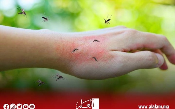 أمام تكاثر جحافل الناموس.. الساكنة تطالب بالتدخل العاجل