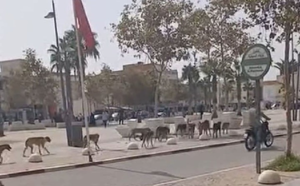 انتشار الكلاب الضالة بامزورن بشكل مخيف ومطالب للمجلس البلدي والسلطات بالتخرك
