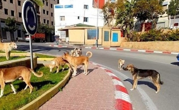 كلب متشرد يهاجم تلميذا أمام مدرسة مولاي رشيد بالحسيمة وسط غياب تام للمسؤولين