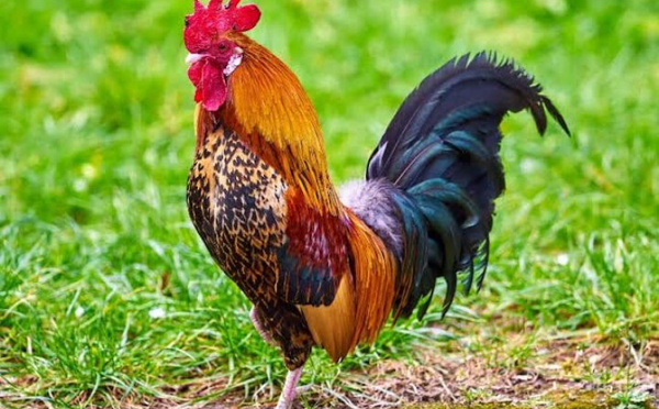 ليلة الذبح العظيم