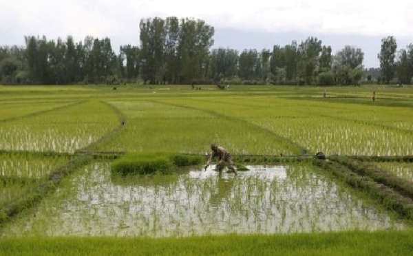 تساقطات مطرية تنعش السدود والمزروعات والجديدة وآسفي تتصدران بأعلى المعدلات