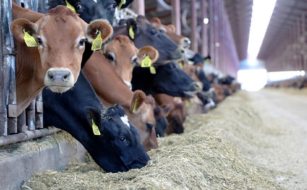 حوالي 756 ألف مستفيد من دعم مربي الماشية توصلوا بأزيد من 3 ملايير درهم