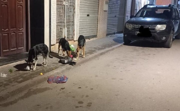 الحسيمة.. انتشار مقلق للكلاب الضالة يثير مخاوف الساكنة ويعرقل الحياة اليومية