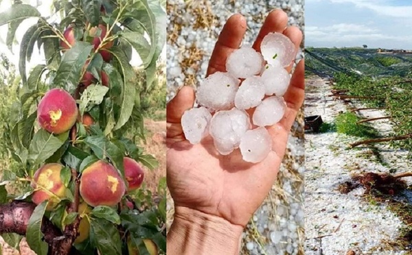 موجة البرد والصقيع يهددان المحاصيل الزراعية بالمغرب