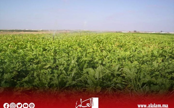 التساقطات المطرية تعيد الأمل لفلاحي جهة البيضاء سطات