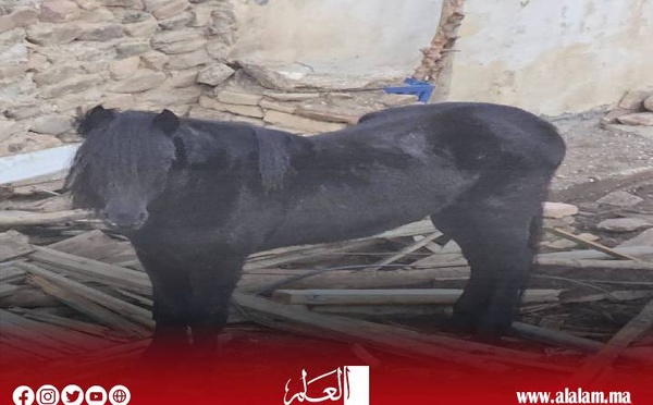 نداء إلى السلطات المحلية بترجيست: فرس مُعرّض للإهمال وسوء المعاملة يثير استياء الساكنة