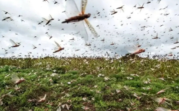 أسراب‭ ‬الجراد‭ ‬تزيد‭ ‬من‭ ‬سرعة‭ ‬زحفها‭ ‬نحو‭ ‬وسط‭ ‬البلاد