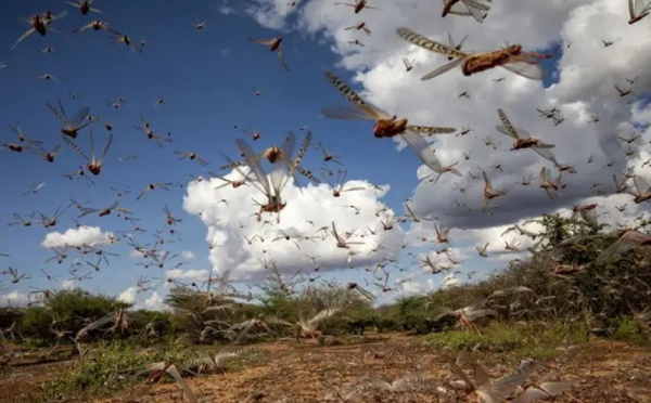 خبراء‭ ‬الفاو‭ ‬يحذرون‭ ‬المغاربة‭ ‬من‭ ‬أسراب‭ ‬الجراد‭ ‬الوافدة‭ ‬على‭ ‬المغرب