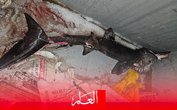 الحسيمة .. صيد “القرش المتشمس” يثير أسئلة علمية حول تحولات البحر المتوسط