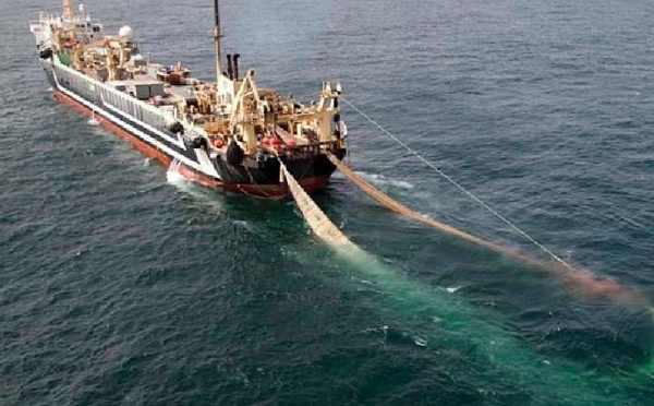 نزيف صامت في الثروة البحرية بجهة الداخلة وادي الذهب